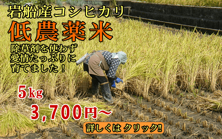 岩船産コシヒカリ 低農薬米 5kg 3,700円〜 送料無料