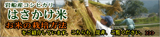 はさかけ米 お米の栽培方法をご紹介しています。